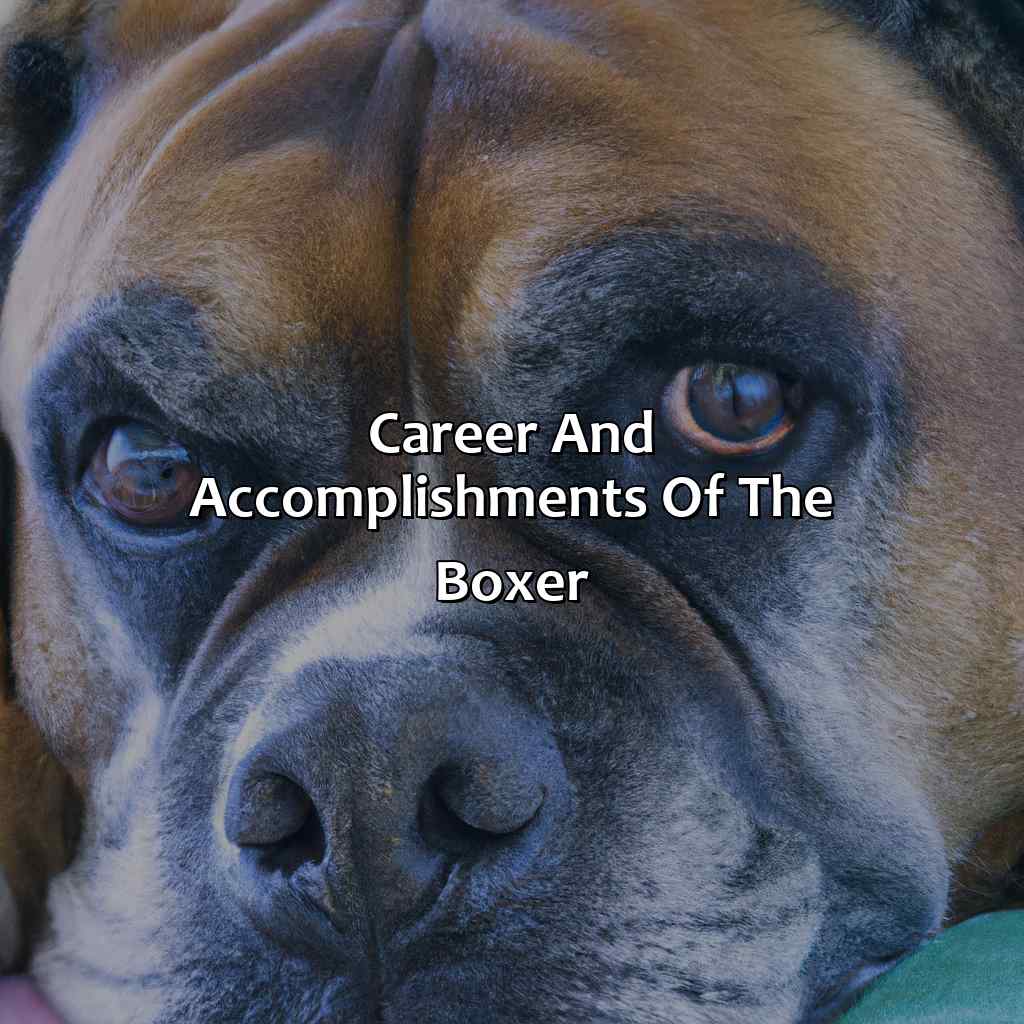 Career and Accomplishments of the Boxer-how far away is boxers supposed retirement?, 