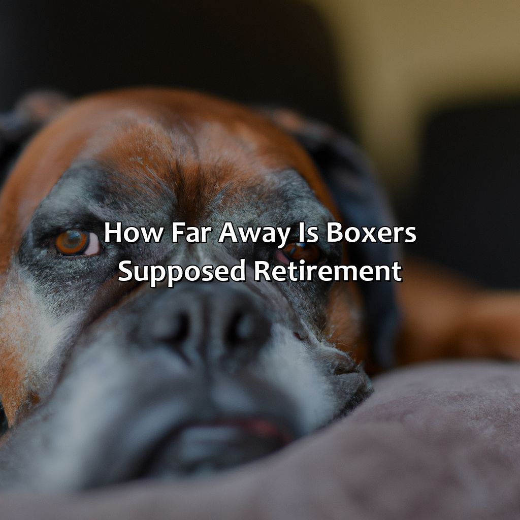 How Far Away Is Boxers Supposed Retirement?