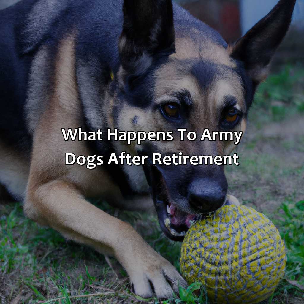 What happens to army dogs after retirement?-what happens to army dogs after retirement?, 