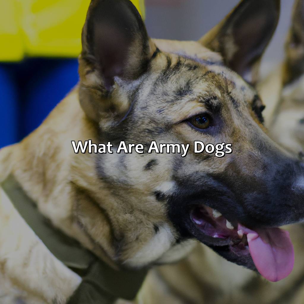 What are army dogs?-what happens to army dogs after retirement?, 