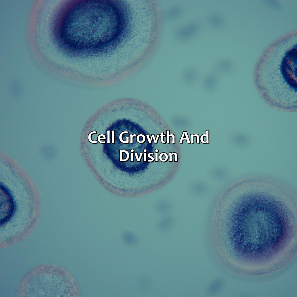 Cell Growth and Division-why is it an investment for the cell to use?, 