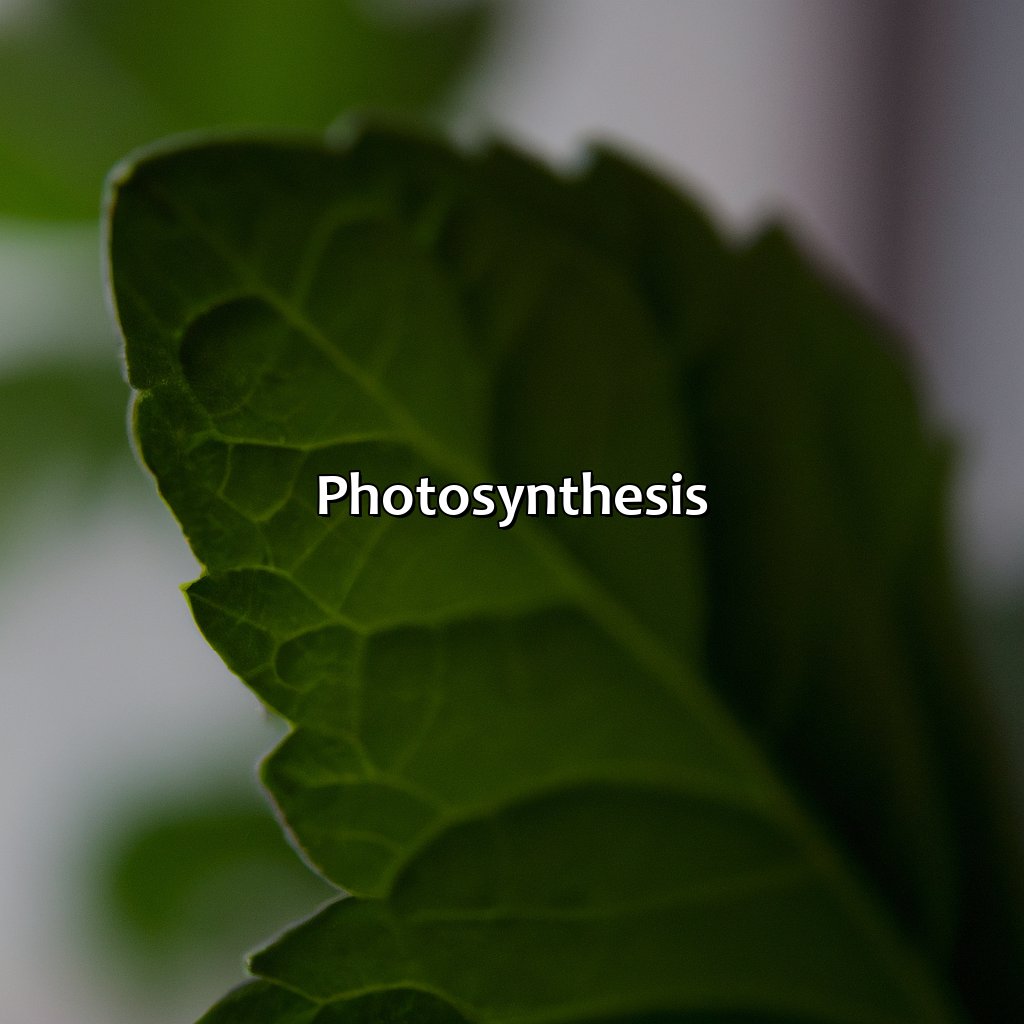 Photosynthesis-why is it an investment for the cell to use?, 