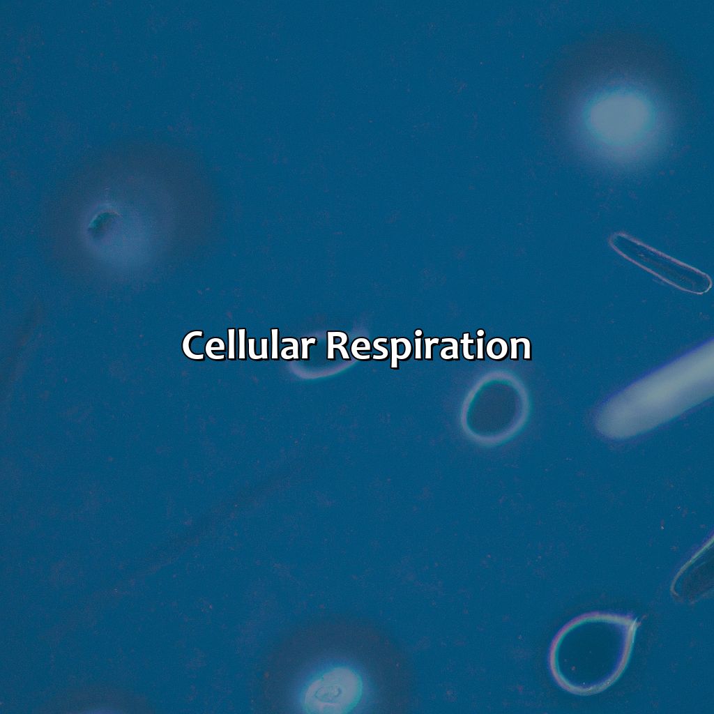 Cellular Respiration-why is it an investment for the cell to use?, 